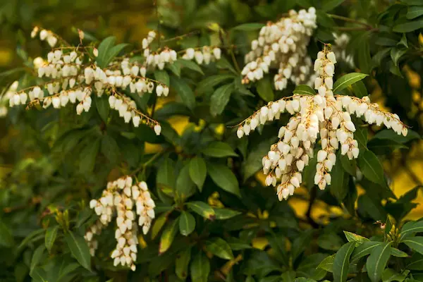 White flower